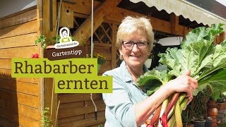 Rhabarber ernten mulchen mit RhabarberBlättern [upl. by Aneekal272]