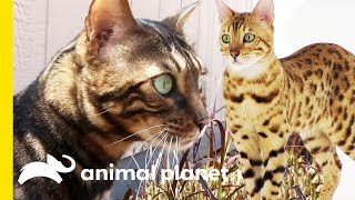 These Beautiful Bengal Cats Are Incredibly Intelligent  Cats 101 [upl. by Belle]