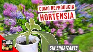 COMO REPRODUCIR HORTENSIAS POR ESQUEJE  FACIL  EL MEJOR METODO [upl. by Ykcor78]