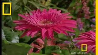 Bee vs Jumping Spider  National Geographic [upl. by Rann]