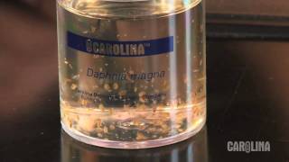 How to Care for Daphnia [upl. by Spector]