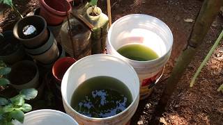 How to grow Green Water Algae [upl. by Oj970]