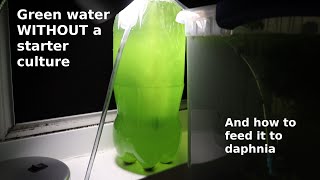 Green Water WITHOUT a Starter Culture  From Scratch  How To [upl. by Ahcatan]