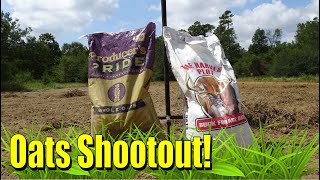 Buck Forage Oats vs Tractor Supply Oats  Part 1 [upl. by Lissner]