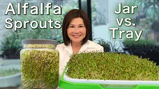 How to Grow Alfalfa Sprouts  Jar vs Tray  Easy Method 发苜蓿芽 [upl. by Anomer]