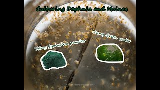 How To Culture Daphnia and Moinas using Green Water Spirulina powder [upl. by Dublin]