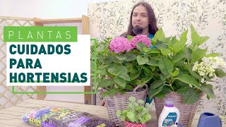 Cómo cuidar y podar las hortensias  Plantas en VERDECORA [upl. by Enaasiali]