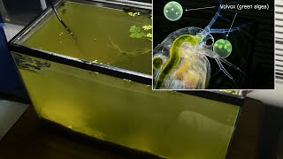 Raising Daphnia for the Freshwater Aquarium [upl. by Marshall900]