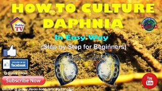 HOW TO CULTURE DAPHNIA In Easy Way [upl. by Ahsilef40]