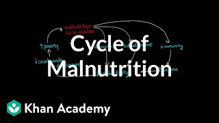 Cycle of Malnutrition [upl. by Slerahc]