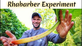 Rhabarber im Garten  Besten Tipps Standort Anbau Ernte Experiment Werde zum Rhabarberprofi 😀 [upl. by Leirol395]